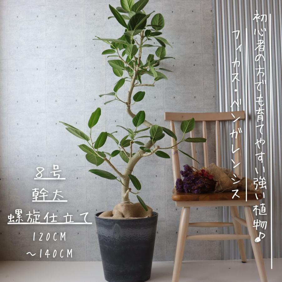 フィカス ベンガレンシス 曲がり 120cm 8号鉢 - 家具 フィカス ベンガレンシス 曲がり 120cm 8号鉢 - 家具