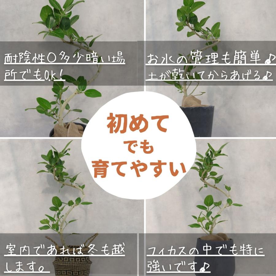 フィカス ベンガレンシス 曲がり 螺旋 仕立て ゴムの木 お祝い ギフト