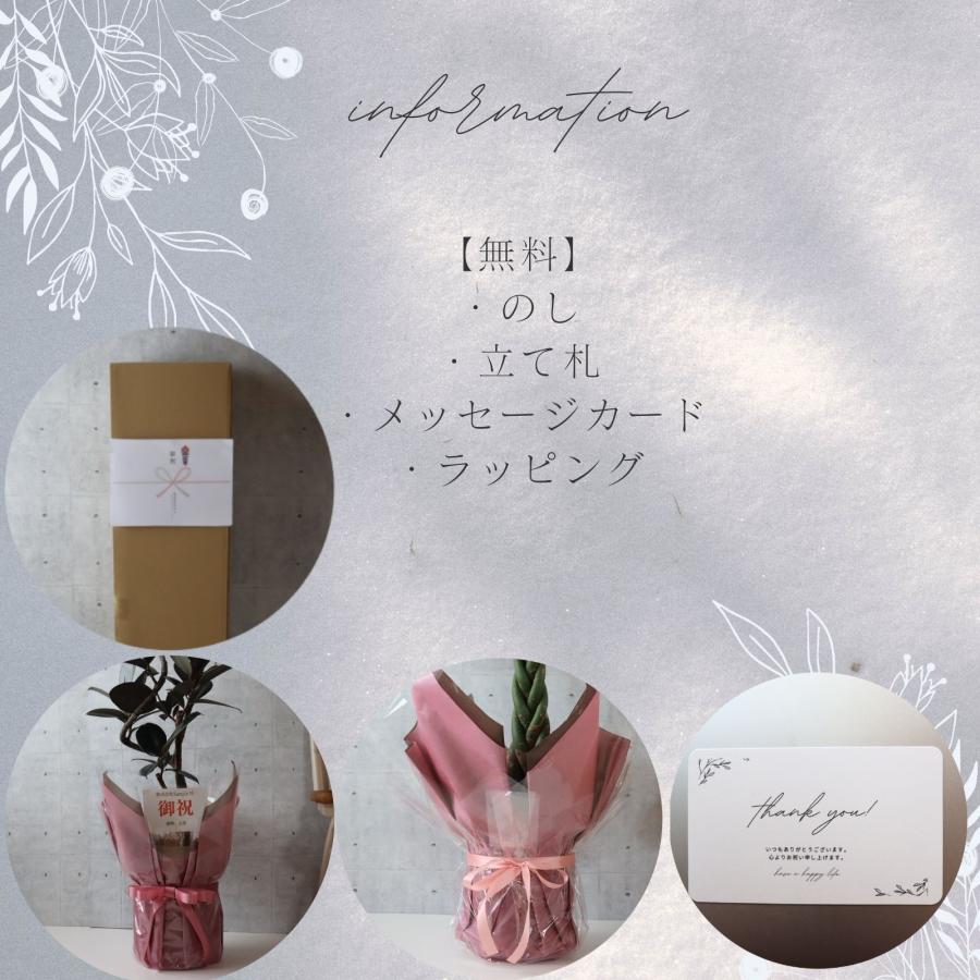 フィカス バーガンディ 曲がり 仕立て8号 螺旋 仕立て 黒ゴム ゴムの