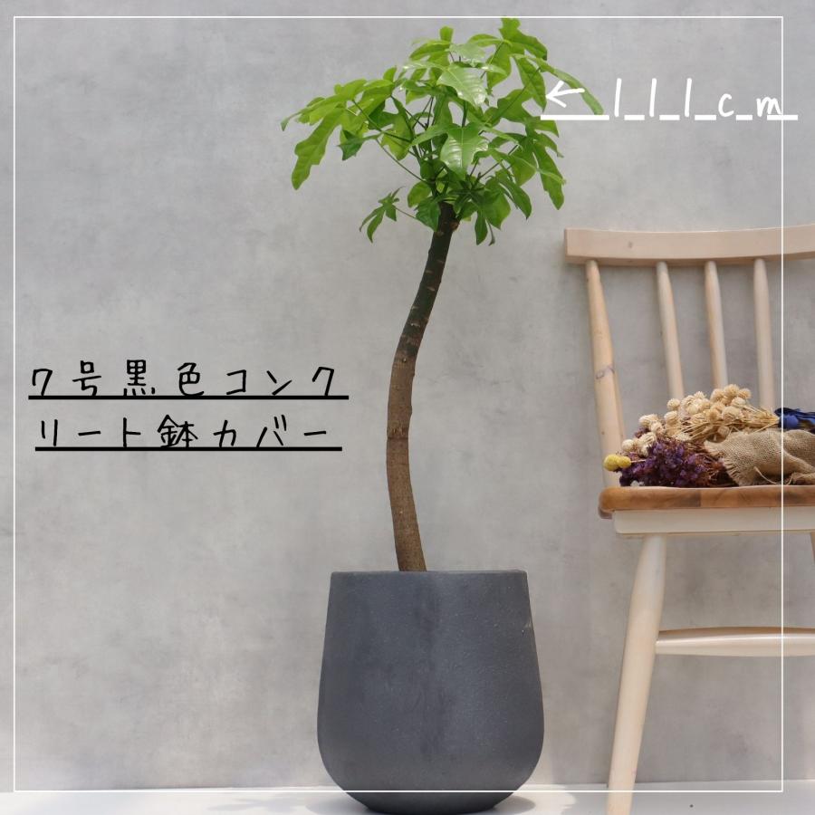 ボトルツリー　ブラキキトン　巨大なため引き取り限定でお願いします ボトルツリー ブラキキトン 巨大なため引き取り限定でお願いし