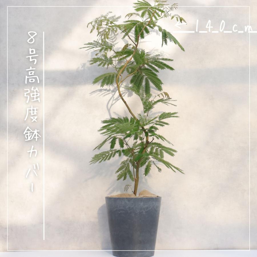 エバーフレッシュ 曲がり 仕立て 8号 お祝い ギフト 開店祝い 新築