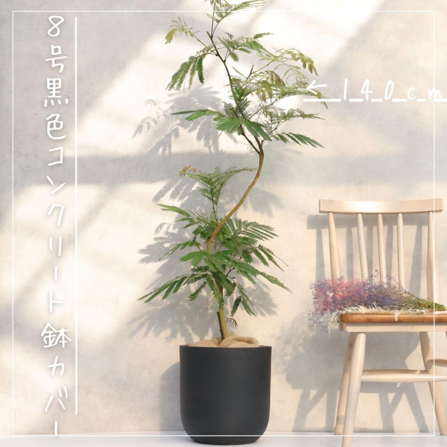 エバーフレッシュ 曲がり 仕立て 8号 お祝い ギフト 開店祝い 新築