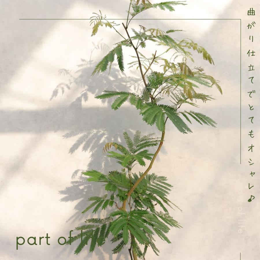 エバーフレッシュ 曲がり 仕立て 8号 お祝い ギフト 開店祝い 新築