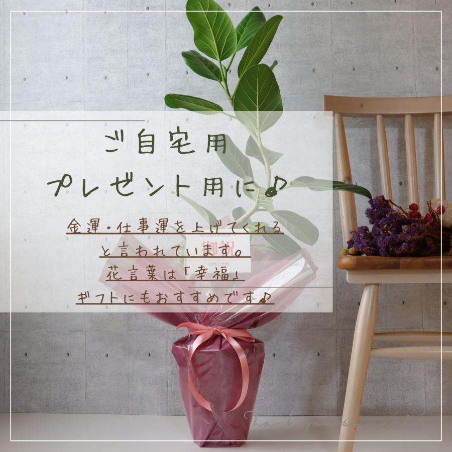 エバーフレッシュ 曲がり 仕立て 8号 お祝い ギフト 開店祝い 新築