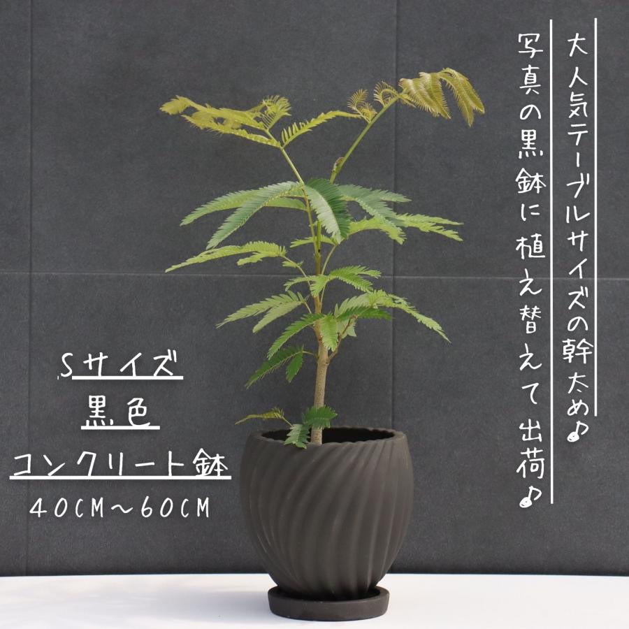 エバーフレッシュ テーブルサイズ 卓上サイズ 観葉植物 黒色コンクリート鉢植え 植え換えて出荷（Yahoo!・生活の便利屋さん）