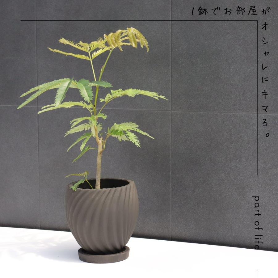 エバーフレッシュ テーブルサイズ 卓上サイズ 観葉植物 黒色
