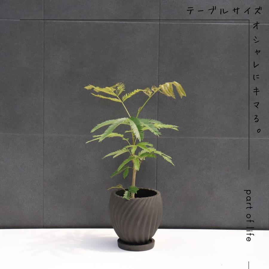 エバーフレッシュ テーブルサイズ 卓上サイズ 観葉植物 黒色