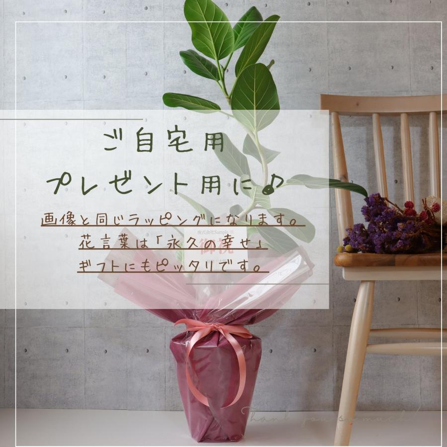 フランスゴム の木 フィカス ルビギノーサ 曲がり 螺旋 仕立て ゴムの