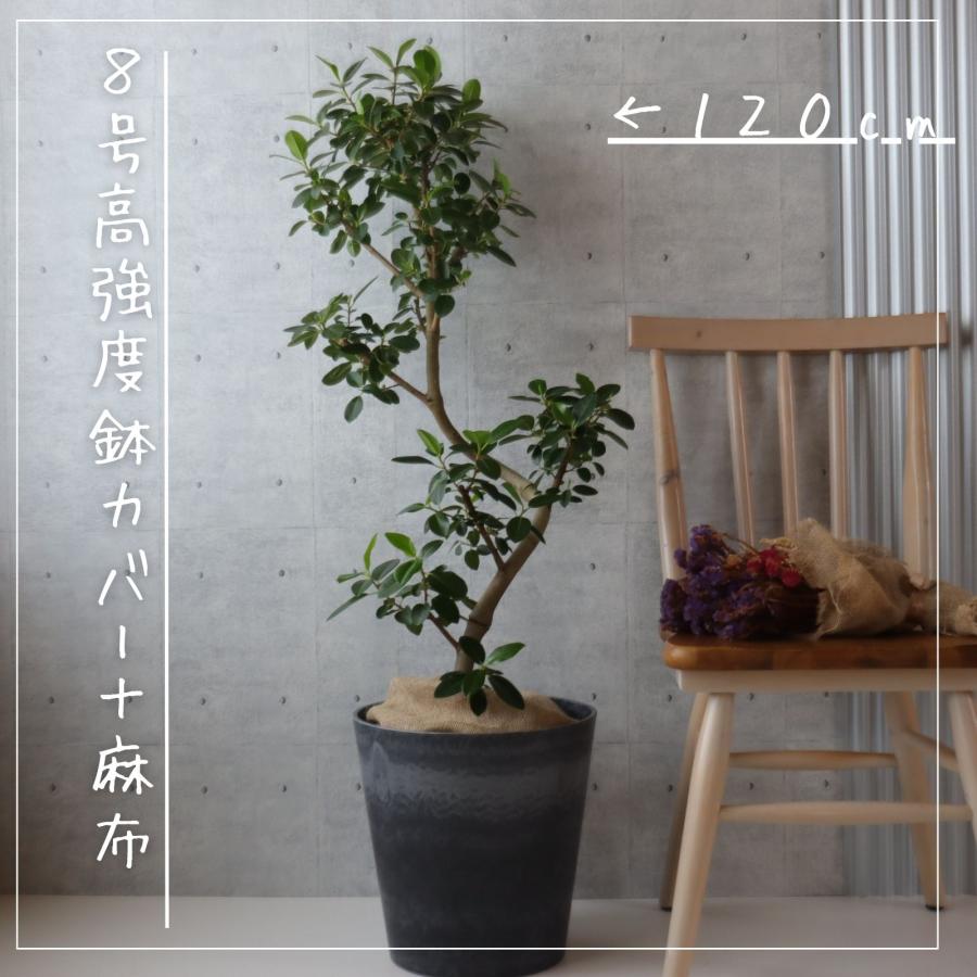 フィカス ルビキノーサ フランスゴムの木 ファイバー鉢 お皿付き フランスゴム の木 フィカス ルビギノーサ 曲がり 螺旋 仕立て ゴムの