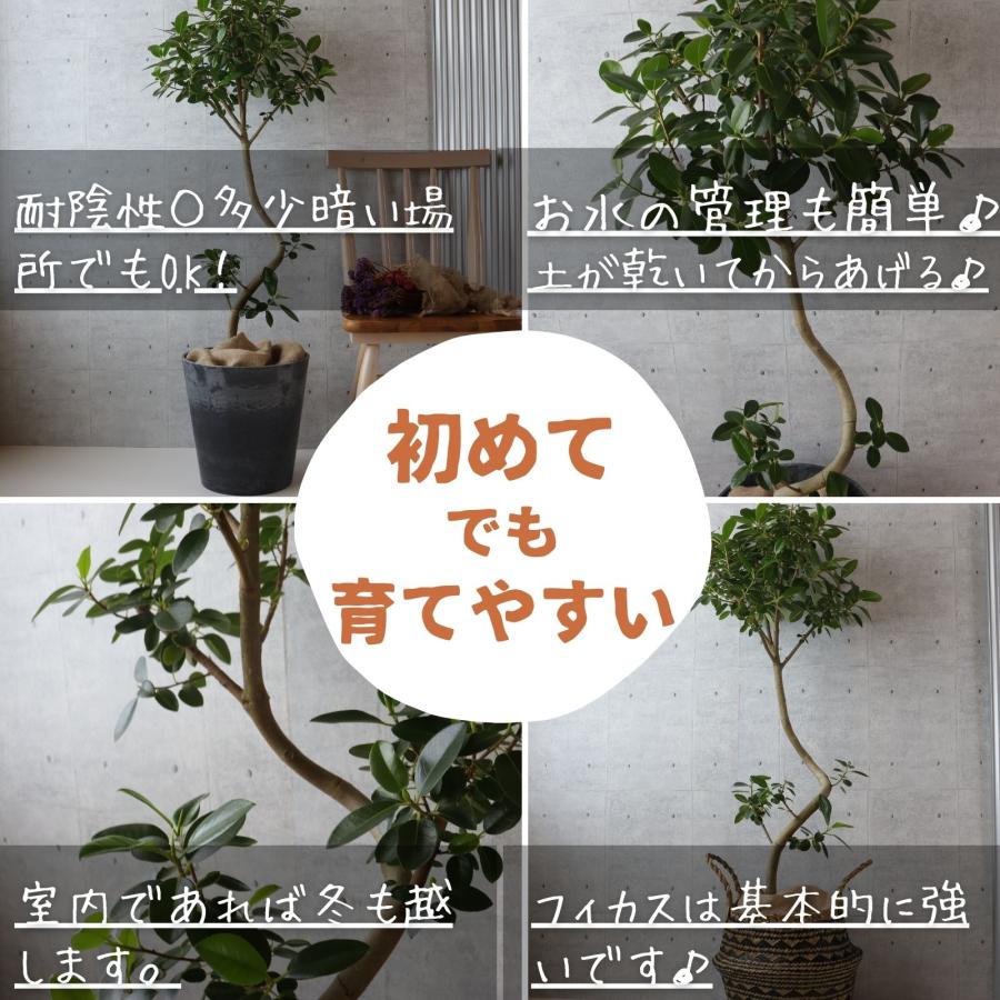 フランスゴム の木 フィカス ルビギノーサ 曲がり 螺旋 仕立て ゴムの
