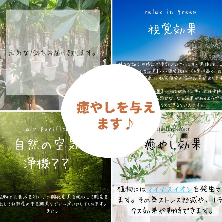 リ*ウ様 ガジュマル　昇り龍仕立て（１ラベル）8号丸鉢 ガジュマル 昇り龍仕立て（1ラベル）8号丸鉢