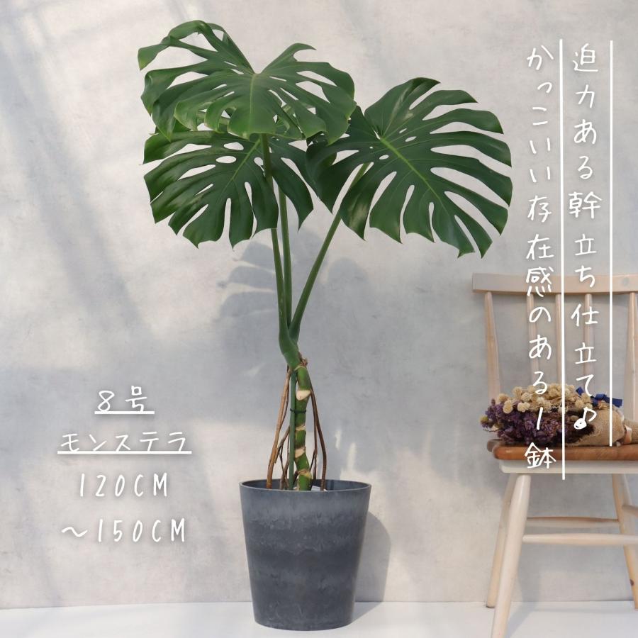 モンステラ 幹立ち 8号 観葉植物 根上り 綺麗 お祝い ギフト