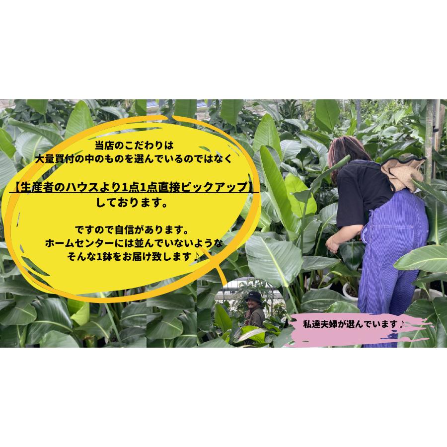 モンステラ 幹立ち 8号 観葉植物 根上り 綺麗 お祝い ギフト 開店祝い