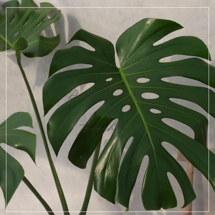 8号モンステラ幹立ち モンステラ 幹立ち 8号 観葉植物 根上り 綺麗 お祝い ギフト