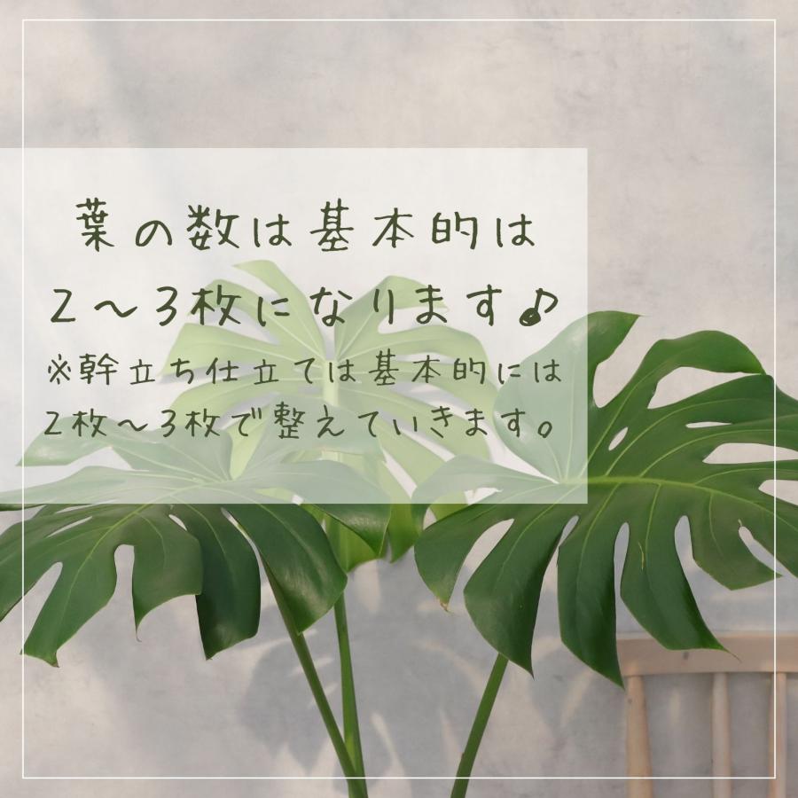 モンステラ 幹立ち 8号 観葉植物 根上り 綺麗 お祝い ギフト 開店祝い