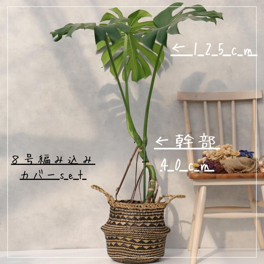 モンステラ 幹立ち 8号 観葉植物 根上り 綺麗 お祝い ギフト