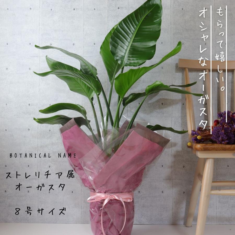 オーガスタ 観葉植物 ストレリチア 8号 綺麗 お祝い ギフト 開店祝い