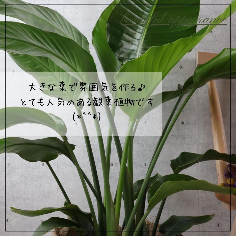 オーガスタ 観葉植物 ストレリチア 8号 綺麗 お祝い ギフト 開店祝い