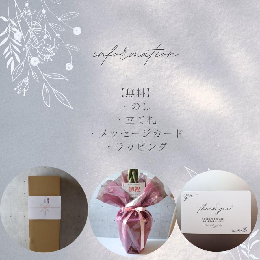 フィカス アルテシマ 朴もの 仕立て8号 アルテシーマ 観葉植物 お祝い