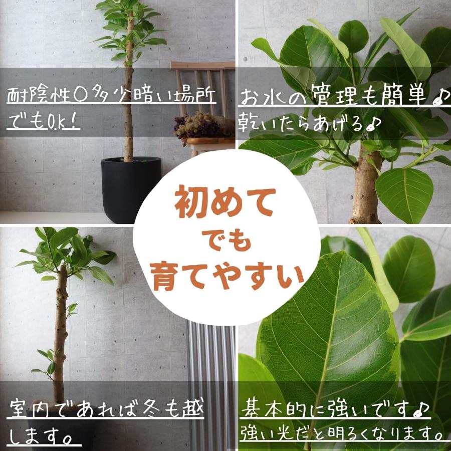フィカス アルテシマ 朴もの 仕立て8号 アルテシーマ 観葉植物 お祝い