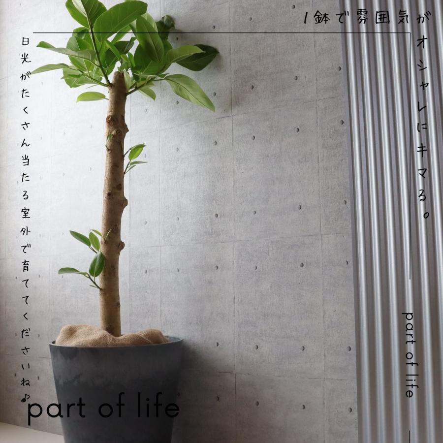 フィカス アルテシマ 朴もの 仕立て8号 アルテシーマ 観葉植物 お祝い