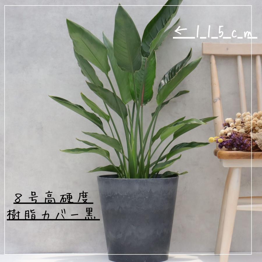 ストレリチア レギネ 8号 観葉植物 極楽鳥花 オーガスタ お祝い