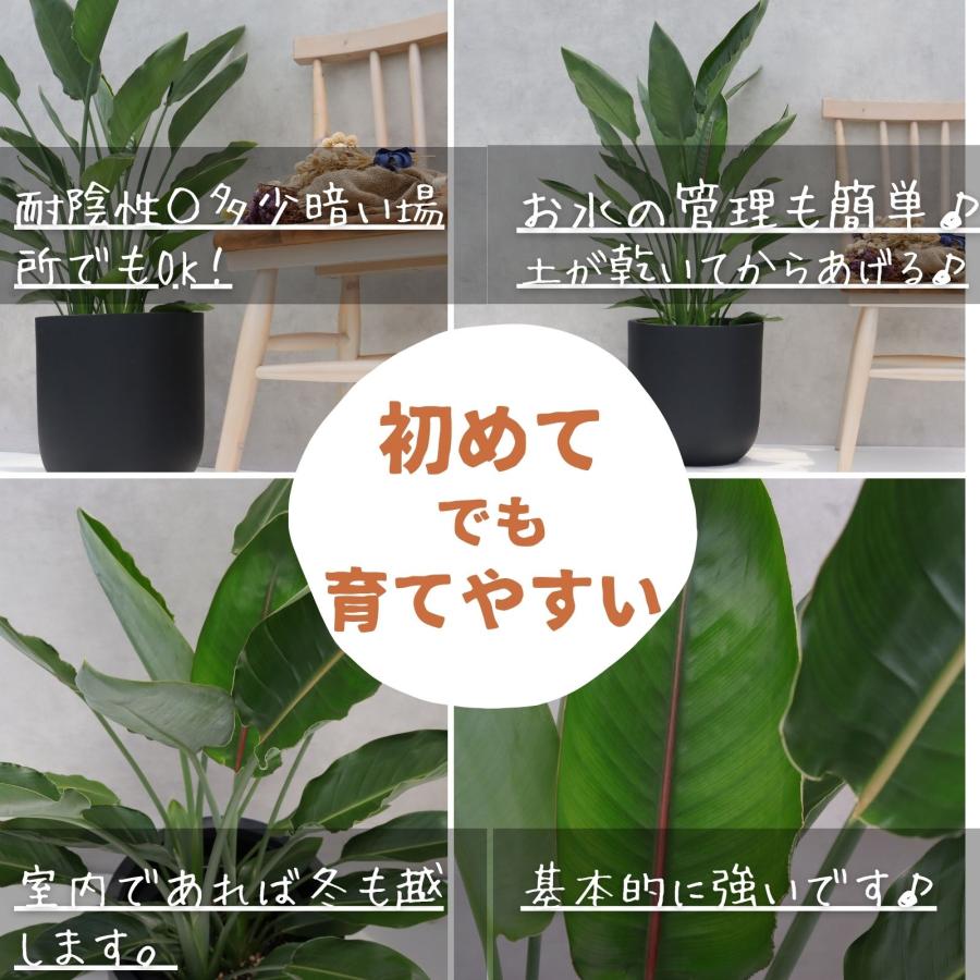 ストレリチア レギネ 8号 観葉植物 極楽鳥花 オーガスタ お祝い