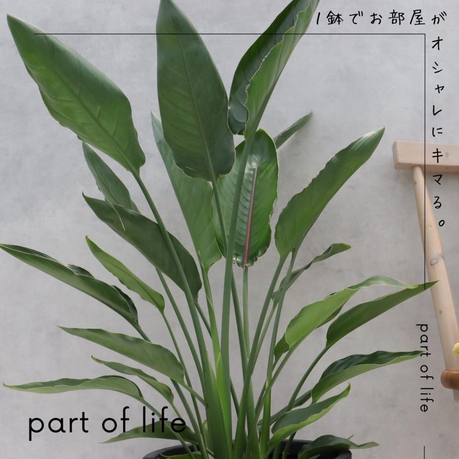ストレリチア レギネ 8号 観葉植物 極楽鳥花 オーガスタ お祝い