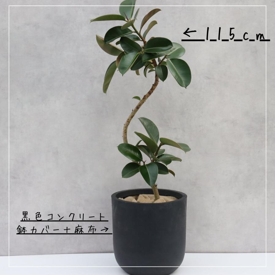 フィカス ソフィア 曲がり 仕立て ７号 ゴムの木 お祝い ギフト 開店祝い ラッピング 無料 観葉植物 プレゼント お中元 お歳暮 熱帯植物 S字仕立て |  | 01