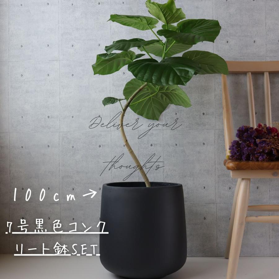 フィカス ウンベラータ 曲がり S字 7号 8号 仕立て ゴムの木 フィカス ウンベラータ 曲がり S字 7号 8号 仕立て ゴムの木