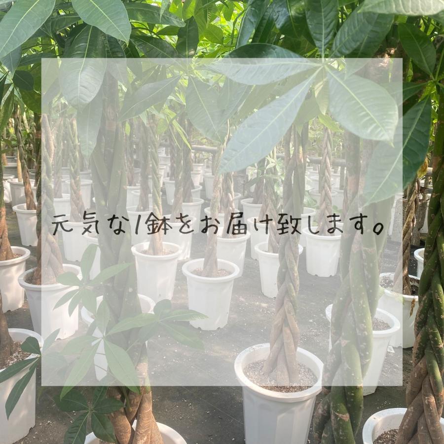 フィカス ウンベラータ 曲がり S字 7号 8号 仕立て ゴムの木 フィカス ウンベラータ 曲がり S字 7号 8号 仕立て ゴムの木