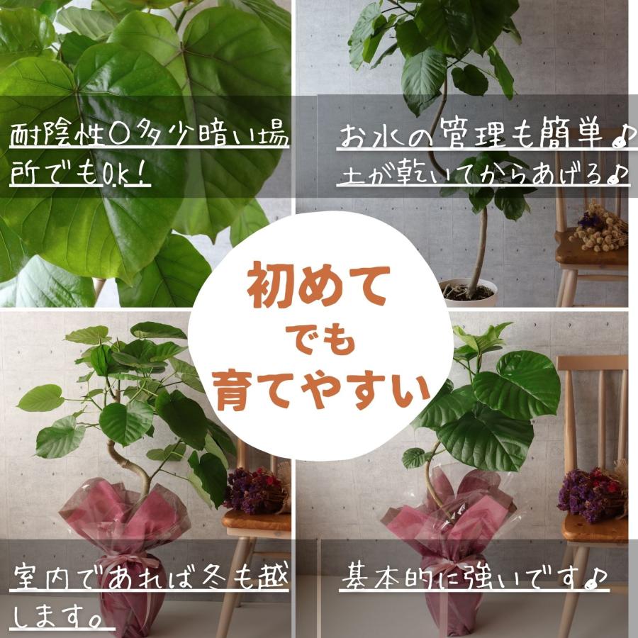 フィカス ウンベラータ 曲がり S字 7号 8号 仕立て ゴムの木 フィカス ウンベラータ 曲がり S字 7号 8号 仕立て ゴムの木
