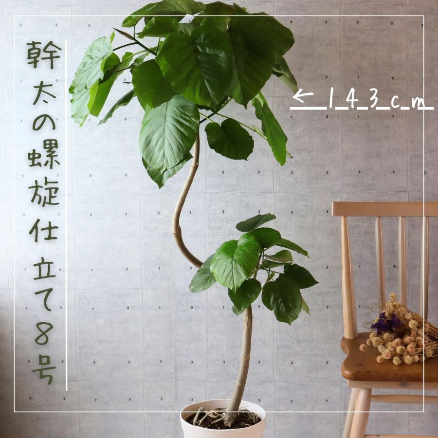 フィカス ウンベラータ 曲がり 螺旋 仕立て 8号 ゴムの木 お祝い