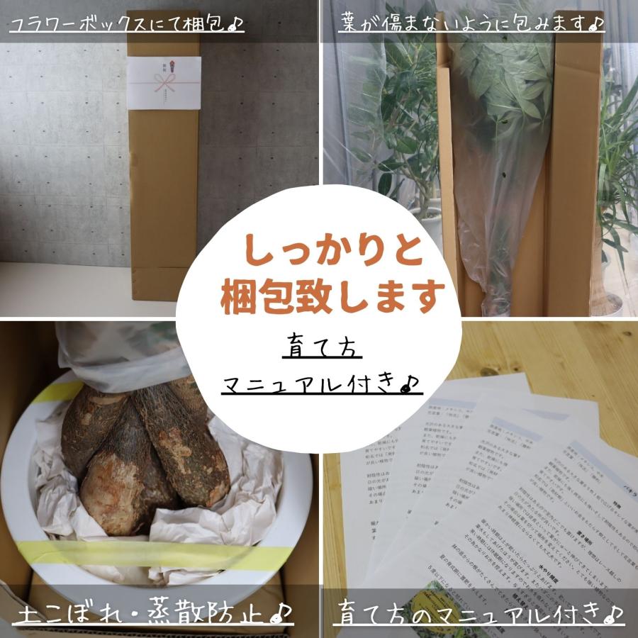 大型　フィカス ウンベラータ　曲がり仕立て　8号　陶器鉢　植え込み発送 観葉植物 フィカス ウンベラータ 8号 曲り アートストーン ラウンド