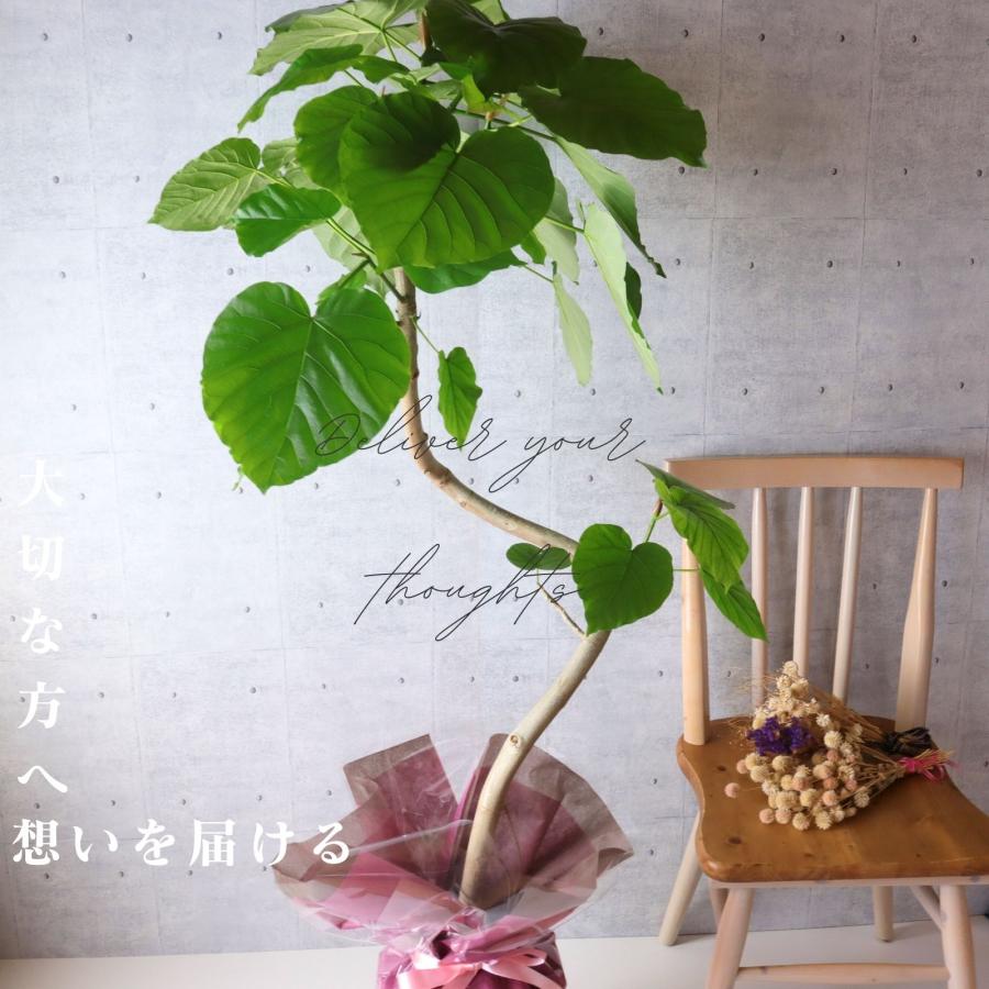 フィカス◦ウンベラータ 曲がり仕立て♪ 8号 132cm♪ 観葉植物 フィカス ウンベラータ曲がり（8号鉢）｜HanaPrime