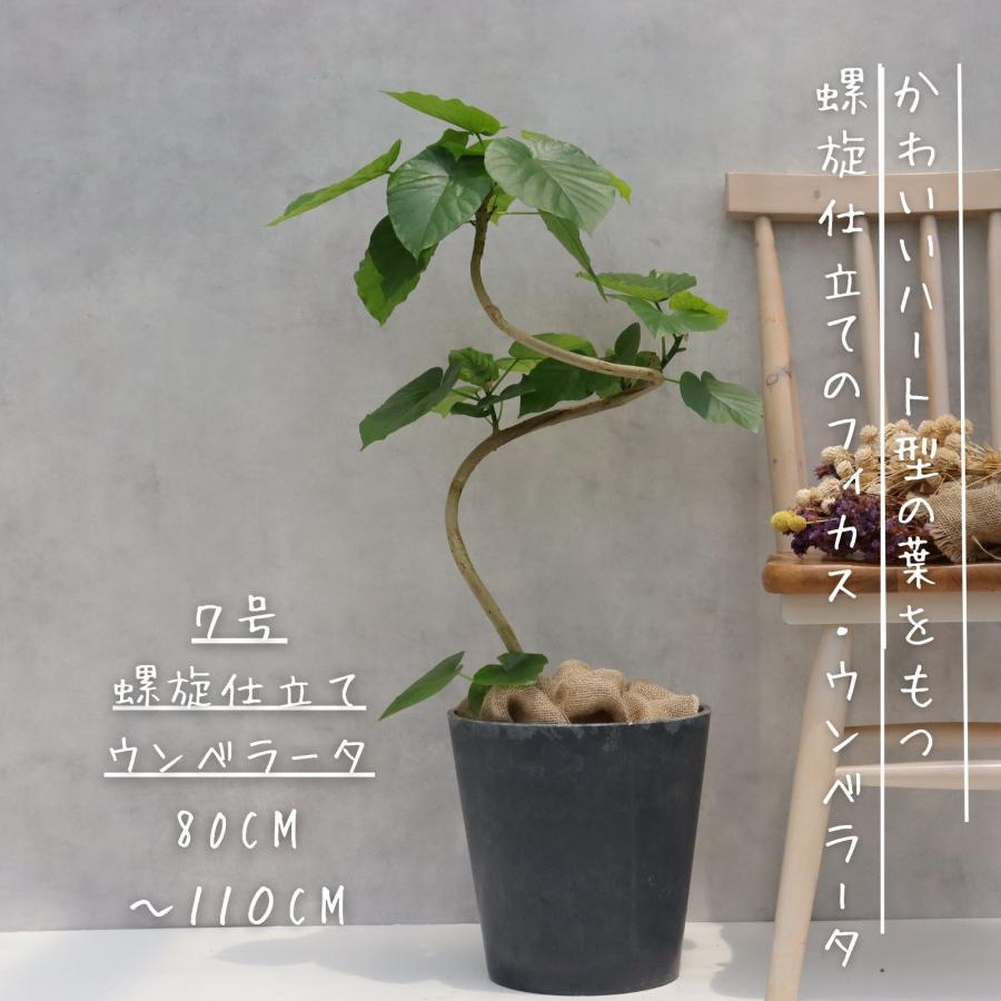 フィカス　ウンベラータ　幹太　曲がり仕立て　引き取り希望　着払い フィカス ウンベラータ 幹太 曲がり仕立て 引き取り希望 着払い