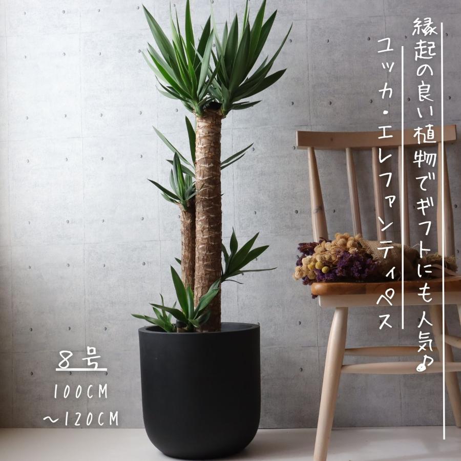 縁起の良い 観葉植物】ユッカ エレファンティペス 8号 ユッカ 観葉植物