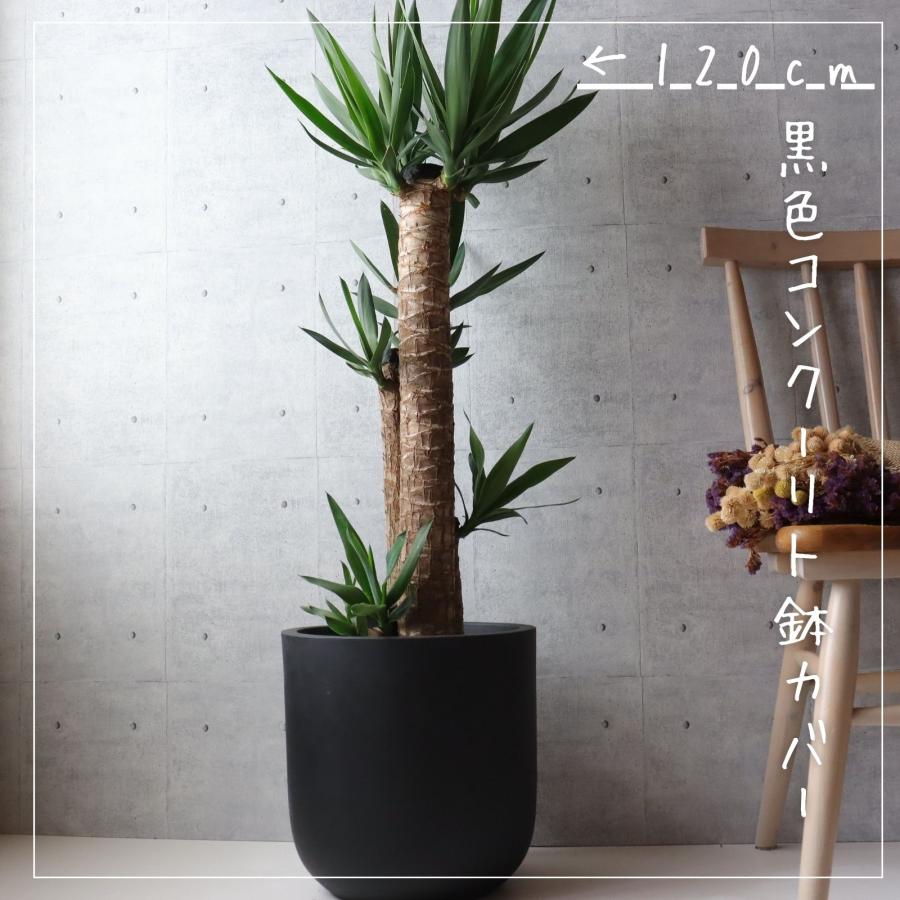 縁起の良い 観葉植物】ユッカ エレファンティペス 8号 ユッカ 観葉植物