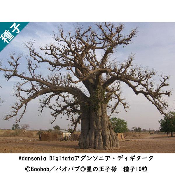 多肉植物 種子 種 アダンソニア ディギタータ Adansonia Digitata バオバブ Baobab 星の王子様 種子10粒