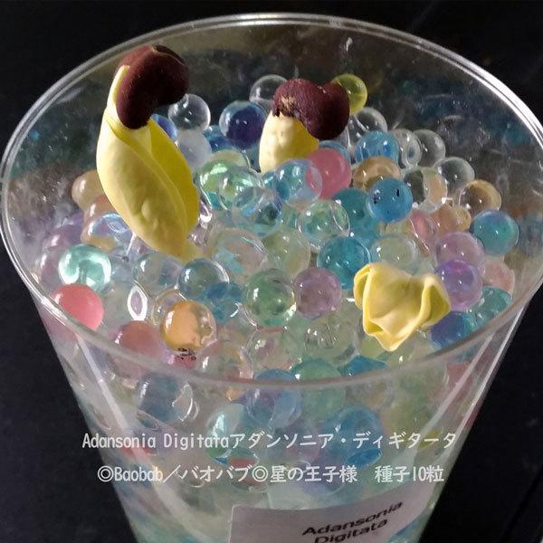 3月入荷 200粒 バオバブ アダンソニア ディギタータ 種 種子 証明書あり0 Amazon.co.jp: 【種子】Adansonia Digitata◇アダンソニア