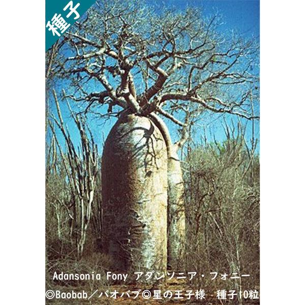 多肉植物 種子 種 アダンソニア フォニー Adansonia Fony バオバブ Baobab 星の王子様 種子10粒 Adansonia Fony 10 Berry P 通販 Yahoo ショッピング
