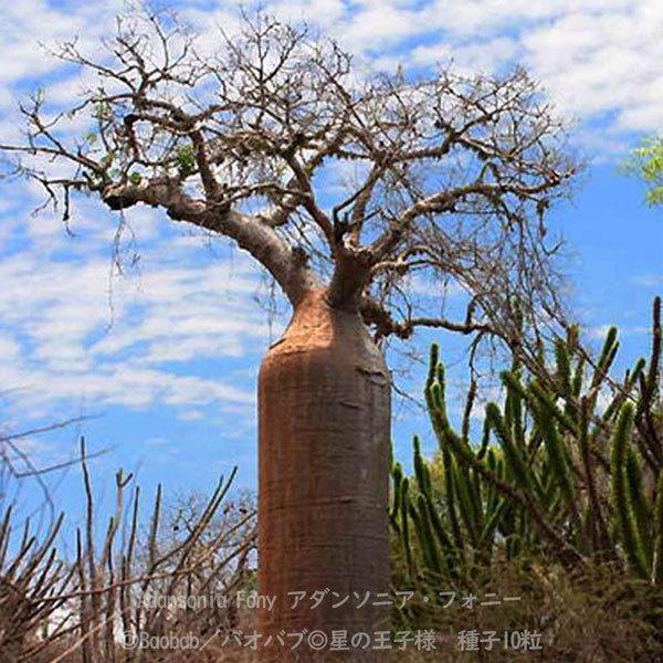 多肉植物 種子 種 アダンソニア フォニー Adansonia Fony バオバブ