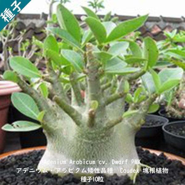 多肉植物 塊根植物 種子 種 キョウチクトウ科 矮性品種 Adenium Arabicum Dwarf PMK アデニウム アラビクム ドワーフ PMK    種子10粒｜berryandp