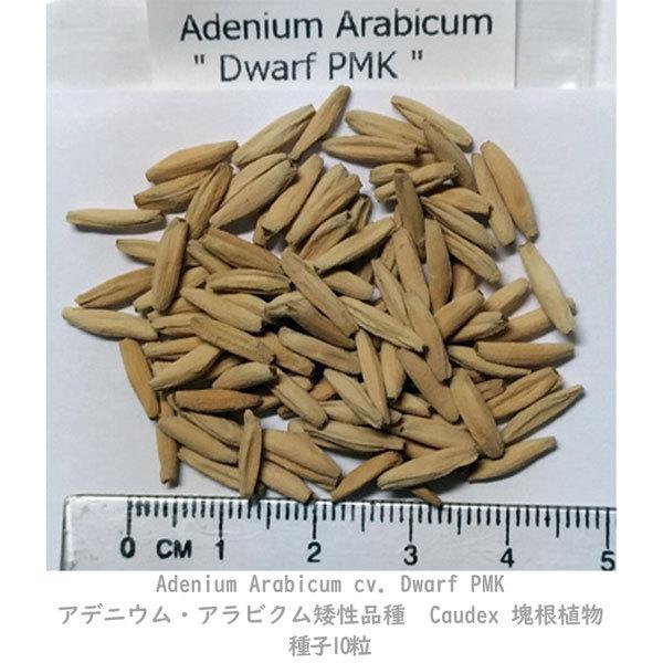 多肉植物 塊根植物 種子 種 キョウチクトウ科 矮性品種 Adenium