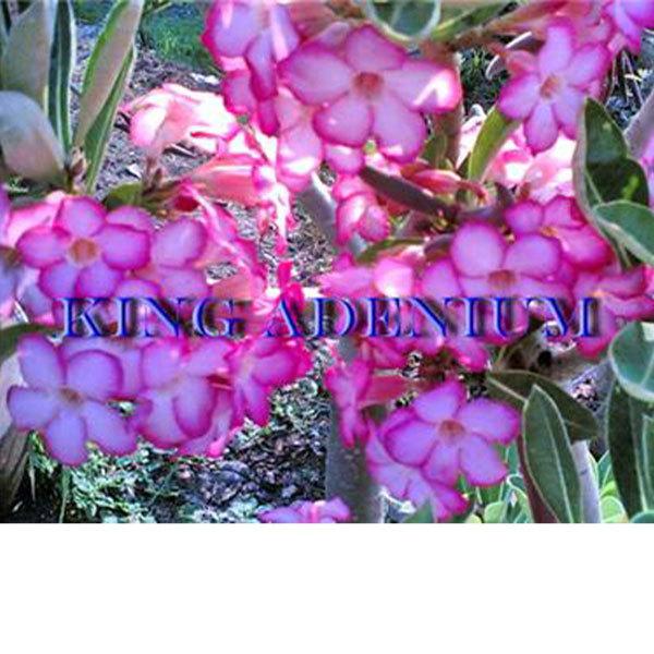 多肉植物 塊根植物 種子 種 キョウチクトウ科 矮性品種 Adenium