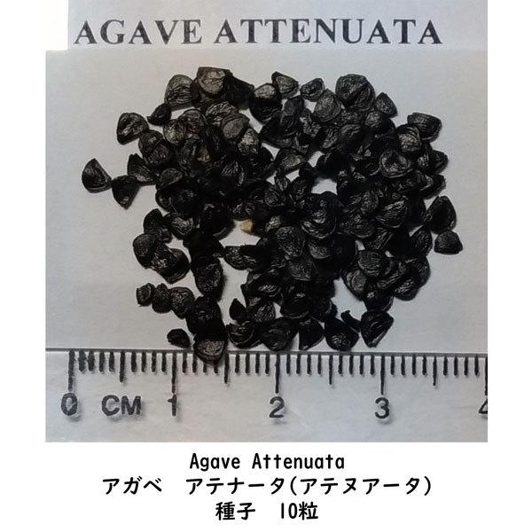 多肉植物 種子 種 アガベ アテナータ Agave Attenuata ツルボラン科 リュウゼツラン属 初緑   種子10粒｜berryandp｜02