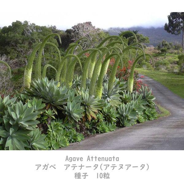 多肉植物 種子 種 アガベ アテナータ Agave Attenuata ツルボラン科 リュウゼツラン属 初緑   種子10粒｜berryandp｜03