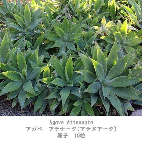 多肉植物 種子 種 アガベ アテナータ Agave Attenuata ツルボラン科 リュウゼツラン属 初緑   種子10粒｜berryandp｜04