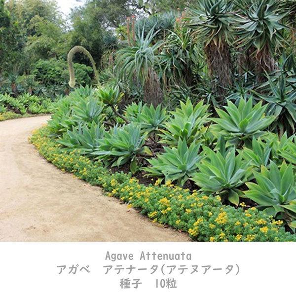 多肉植物 種子 種 アガベ アテナータ Agave Attenuata ツルボラン科 リュウゼツラン属 初緑   種子10粒｜berryandp｜05