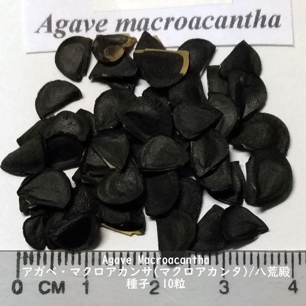多肉植物 種子 種 ツルボラン科 リュウゼツラン属 八荒殿 Agave